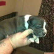 Is My Dog a Full Blooded Pit Bull?