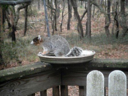 Fox Squirrel