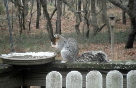 Fox Squirrel - pretty gray squirrel with light chest, reddish brown cheeks and dark face