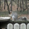 Fox Squirrel - pretty gray squirrel with light chest, reddish brown cheeks and dark face