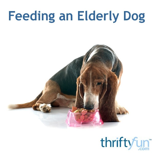 Feeding an Elderly Dog? ThriftyFun