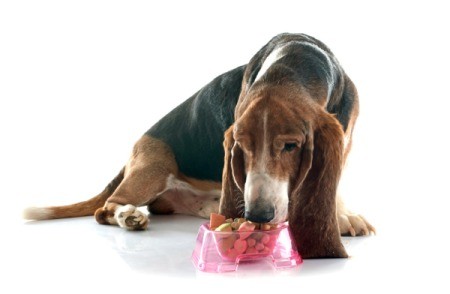 Elderly basset hound eating from a dish of food