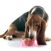 Elderly basset hound eating from a dish of food