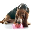 Elderly basset hound eating from a dish of food