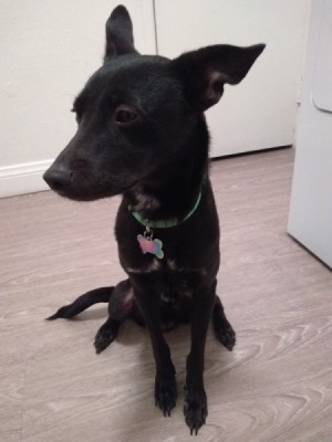 What Breed Is My Dog? - very skinny black dog