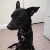 What Breed Is My Dog? - very skinny black dog