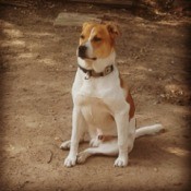 What Breed Is My Dog? - brown and white dog