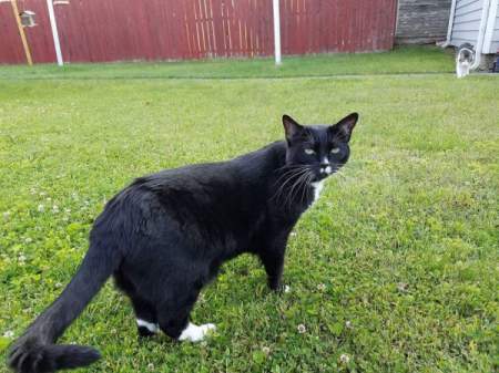 Curly, Sammy, and Lucky - black and white cat in yard - Curly