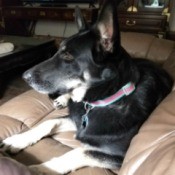 Shepherd? - dog on couch