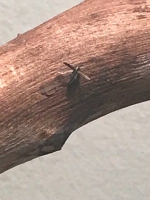 Identifying Tiny Bugs - bug on piece of wood