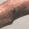 Identifying Tiny Bugs - bug on piece of wood