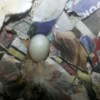 Zebra Finch Eggs Hatched - egg