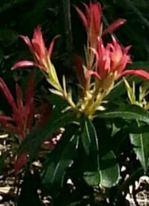 Identifying a Garden Plant - shrub with pink flowers