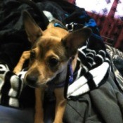 What Breed Is My Dog? - brown puppy with big ears