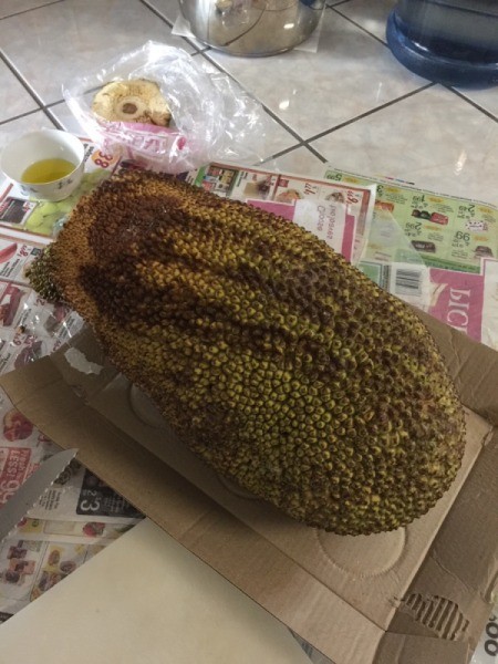 A whole jackfruit, ready to be cut.
