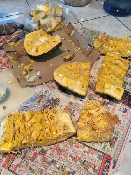Pieces of jackfruit that are ready to be separated into individual sections.