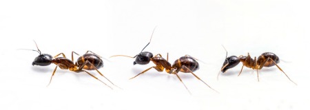 Three ants on a white background