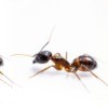 Three ants on a white background