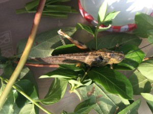 Saving an Injured Grasshopper - one legged grasshopper among leaves