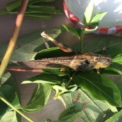 Saving an Injured Grasshopper - one legged grasshopper among leaves