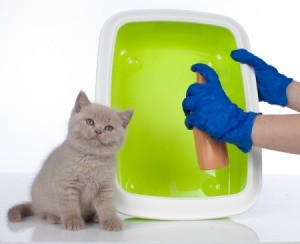 Gloved hands holding and spraying a litter box with a kitten sitting by.
