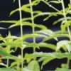 Spearmint plants clustered together