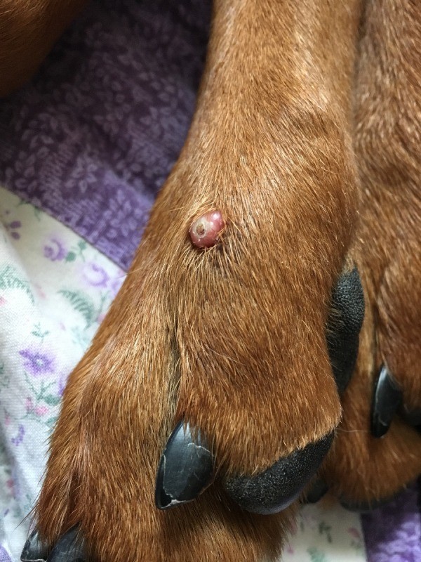 Lumps And Bumps On Dogs