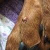 Bump on My Dog's Foot - bump with definable center on dog's foot