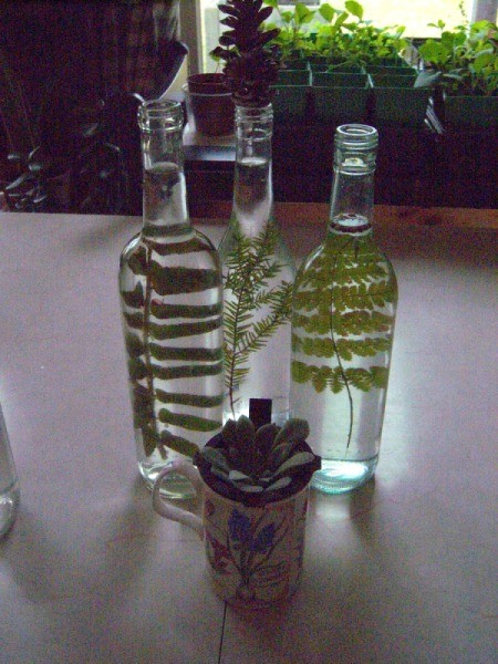Pretty Botanical Centerpieces - fern bottled and planted succulent