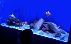 A saltwater aquarium with colorful striped fish.