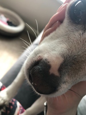 Identifying a Bump Next to Dog's Nose - small bump next to dog's nose