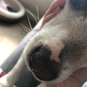 Identifying a Bump Next to Dog's Nose - small bump next to dog's nose