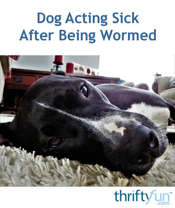 Dog Acting Sick After Being Wormed? ThriftyFun