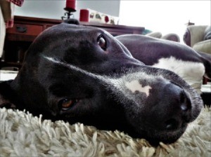 Dog feeling sick laying on floor