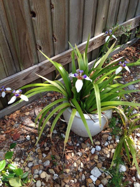 Twelve Apostles (Dietes Iridioides) - long leafed plant in pot with pretty white and purple flowers