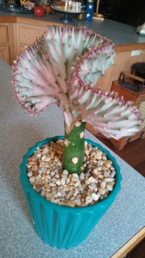 What Is This Houseplant? - grafted cactus appearing fan shaped plant