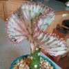 What Is This Houseplant? - grafted cactus appearing fan shaped plant