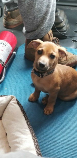 What Breed Is My Puppy? - light brown puppy