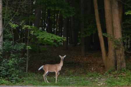 A whitetail deer in a forest in Michigan.