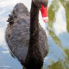 A black duck with a red bill in water.