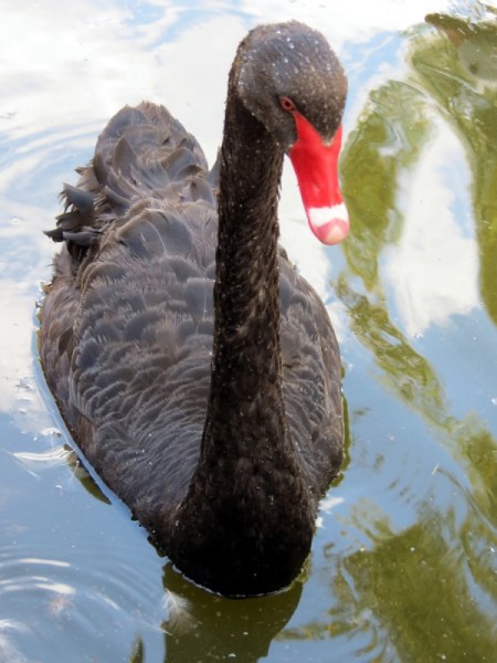 A black swan with a red bill in water.