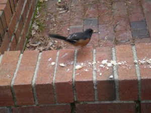 Identifying a Bird