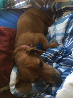 Is My Dog a Full Blood Dachshund or a Chiweenie? - dog laying on blankets