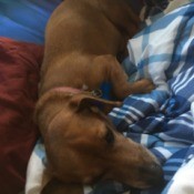 Is My Dog a Full Blood Dachshund or a Chiweenie? - dog laying on blankets