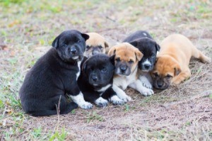 Gourd of puppies sitting together in the grass