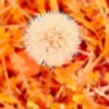 A dandelion seed head outside.