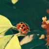 A ladybug on a plant.