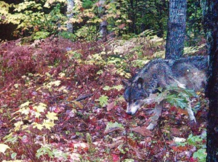 A timber wolf in the woods in Michigan.