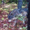 A timber wolf in the woods in Michigan.