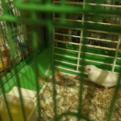 Zebra Finch Laid an Egg - finch at bottom of cage